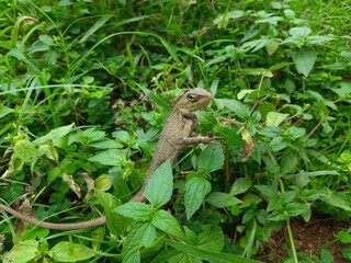 Chameleons in the grassland. It is a reptile animal. It is an animal of the  Chamaeleonidae family. Its other name chamaeleons. This animal is master at changing colors.
