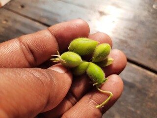 Green chickpeas pod in the plant. chickpea is an annual legume of the Fabaceae family.
Chickpea seeds are high in protein. Its other names Bengal gram,garbanzo,garbanzo bean, Egyptian pea. 
