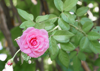 Bishop Castle Rose, a sweet pink rose. Bishop Castle cup-shaped flower has a distinctive aroma Can be planted as a creeper to make an arbor or a fence.