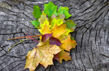 dry golden yellow green red leaves on car mirror or lateral window,raindrops wet autumn fall...