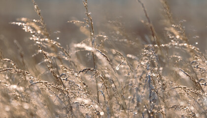 Golden Grass