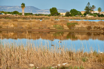 water birds in the WWF reserve of the Saline di Trapani in Sicily