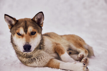 Close up of lonely homeless dog lying on white snow at a winter cold day. Animal care, adoption, shelter concept