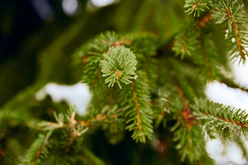 Winter photo green prickly branches of a fur-tree or pine. Natural coniferous background texture