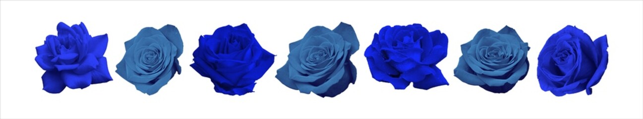 Collection of blue roses in close-up isolated on white background