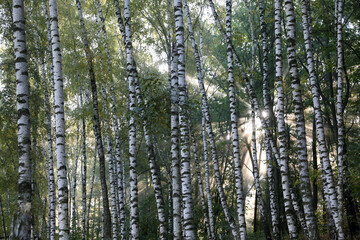 Obraz premium Fog in the autumn forest in the early morning