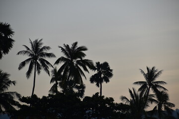 Fototapeta na wymiar Silhouette de palmiers 