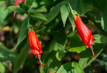 hibiscus flower before blooming