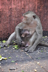 Maman et son bébé singe 