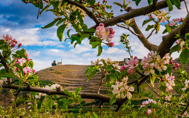 View on the small Notre Dame Chapel in between the blooming flower of apple trees in Ardeche