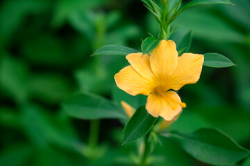yellow flower in the garden