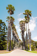 Lisbon Tropical Botanical Garden, Jardim Botânico Tropical in Belém, Lisbon. Tall palm trees at the entrance to the garden. - obrazy, fototapety, plakaty