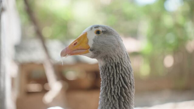 Grey goose with a feather in its beak, close-up.