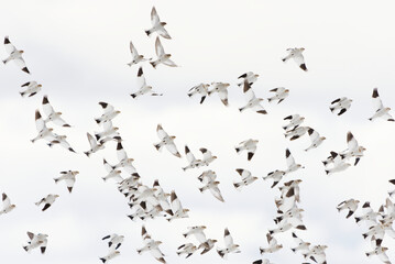 Snow buntings (Plectrophenax nivalis) flying in the sky.