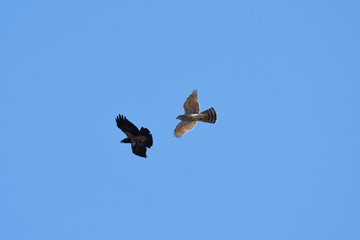 Northern goshawk (Accipiter gentilis) juvenile flying in the sky and hooded crow harassing it.