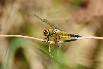 Four-spotted chaser or four-spotted skimmer (Libellula quadrimaculata) resting on a stick.