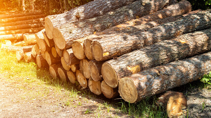 A pile of round logs of pine trees lies in the forest in summer. Pine logging, lumber, timber import and export, industrial. Sunset