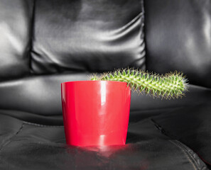 Red potted cactus on a leather office chair. Diseases in men associated with a sedentary lifestyle,...