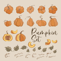 Pumpkins, squash and leaves vector symbols illustrations.  Fall harvest gourds. Realistic hand-drawn vector illustration set isolated. Collection of line drawing pumpkins whole, slice and halves.