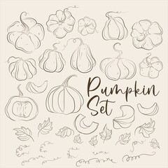 Pumpkins, squash and leaves vector symbols illustrations.  Fall harvest gourds. Realistic hand-drawn vector illustration set isolated. Collection of line drawing pumpkins whole, slice and halves.