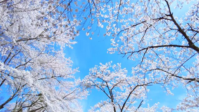 満開の桜の花びらと青空を移動撮影  4K  ソメイヨシノの桜並木道を見上げて歩くPOVショット