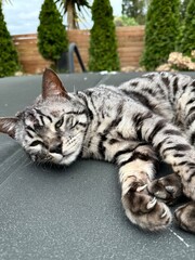 Naklejka premium cat on the bench