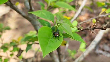 One small wild disease causing housefly or common blowfly insect with red eyes sitting on outdoor garden green plant leaf with blurry nature background. Beautiful horizontal close up top side view.