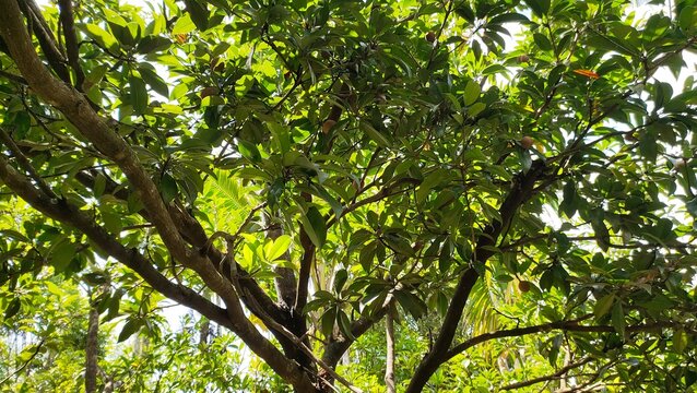 Organic farm fresh Indian sapodilla fruits also known as manilkara zapota, chikoo, sapota, naseberry and nispero hanging on tree branch with thick green leaves. Beautiful close up side view.