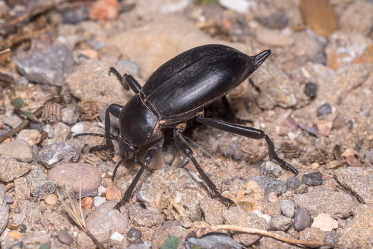 Darkling beetle Blaps lusitanica standing in defense position under the sun