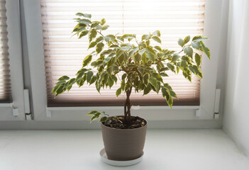 A beautiful ficus flower grows in a pot on a windowsill window at home. house plants, botanical. Close-up