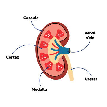 Diagram of kidney in flat line vector style, human internal organ anatomy. Cartoon scheme, medicine, biology, physiology, illustration. Body, health, structure, system, ureter, education, urology.