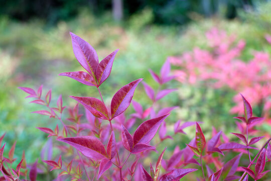 Close Up of Heavenly Bamboo Gulf Stream with Colorful Red Bronze and Green Ornamental Foliage