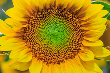 Sunflower natural background. Sunflower blooming. Close-up of sunflower for wallpaper.