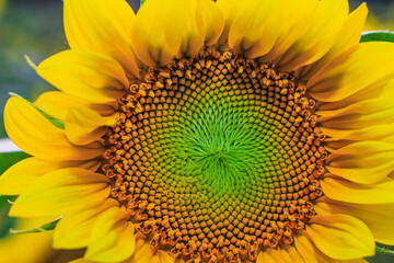 Sunflower natural background. Sunflower blooming. Close-up of sunflower. Sunflower in the field.