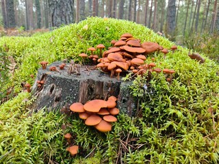 mushrooms on the tree stump