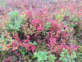 autumn colors in the forest