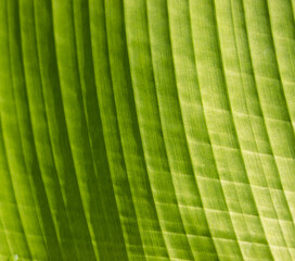 banana leaf texture as background