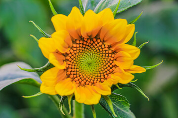 Sunflower natural background. Sunflower blooming. Close-up of sunflower for wallpaper.