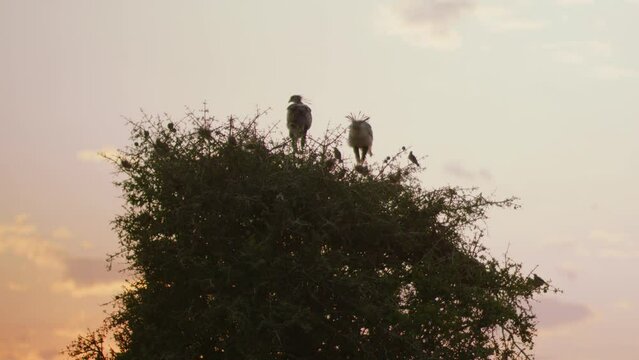 A pair of Secretary Birds perch atop a tree while the sun sets on the Serengeti.
