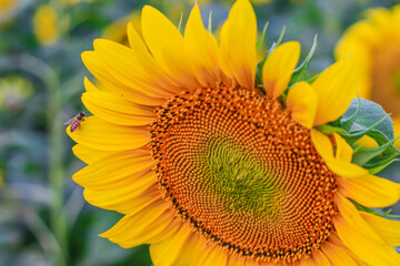 Honey bee pollinating sunflower plant. Honey Bee pollinating sunflower. Selective focus.	
