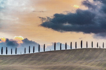 Obraz premium pine trees up on the hills, green trees under a blue sky full of stars and clouds