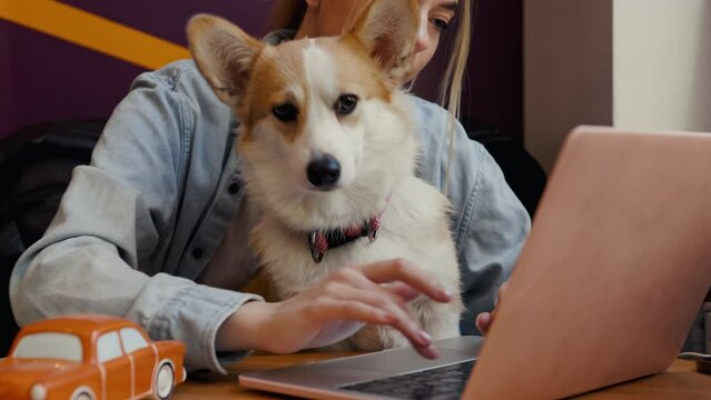 Young corgi dog is distracting a young female student from working at a laptop