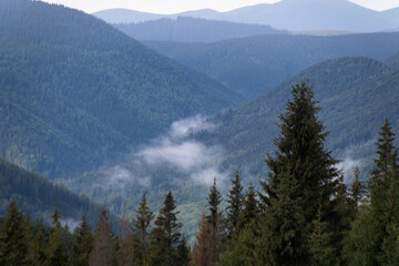 low fog clouds in the mountain forest