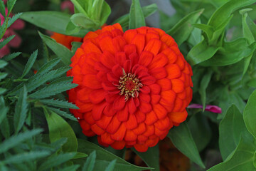 top view of a beautiful red dahlia flower