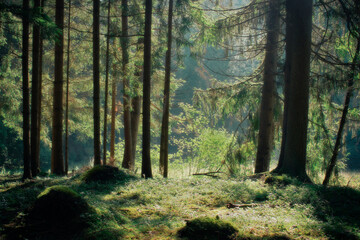 Idyllische Waldlandschaft in den Morgenstunden mit Dunst