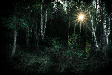 Fototapeta na wymiar Dunkler Birkenwald mit Sonnenstrahlen 