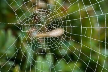 Close-up of a spider web with dew drops against a green background