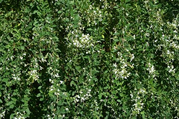 Fototapeta na wymiar White bush clover ( Lespedeza japonica ) flowers. Fabaceae deciduous shrub. Blooms from July to September.