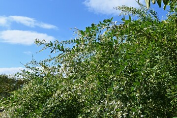Fototapeta premium White bush clover ( Lespedeza japonica ) flowers. Fabaceae deciduous shrub. Blooms from July to September.