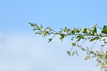 White bush clover ( Lespedeza japonica ) flowers.
Fabaceae deciduous shrub. Blooms from July to September.